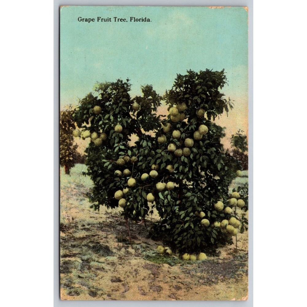Vintage 1917 Florida Postcard Grape Fruit Tree Arcadia FL Postmark Iola Kansas